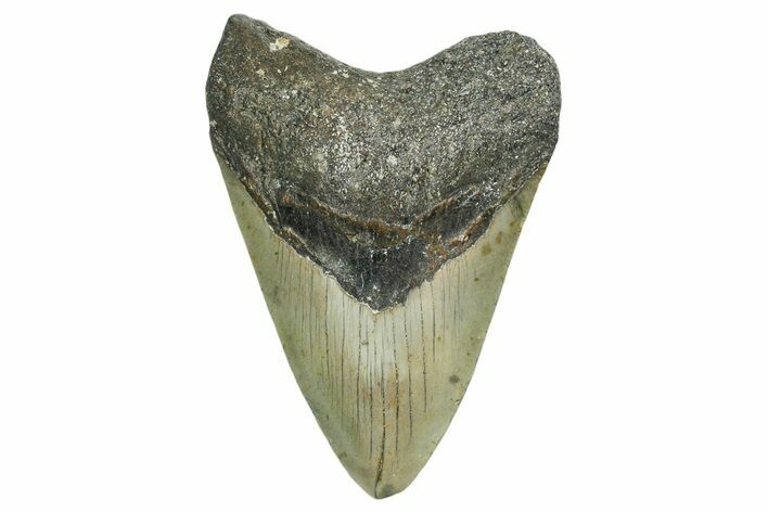 Fossil Megalodon Tooth - North Carolina #351751